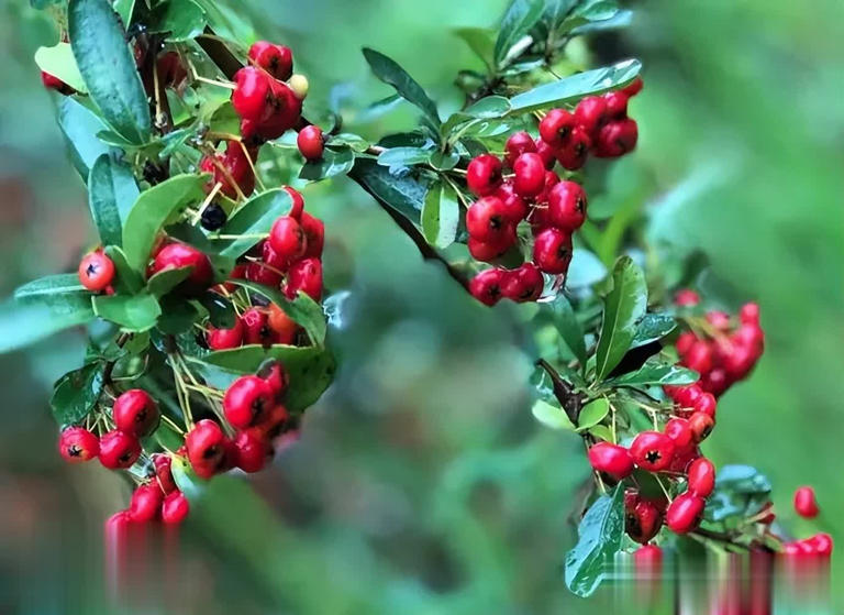 家门口种这3种树，寓意吉祥还招财镇宅，你家养过几种？