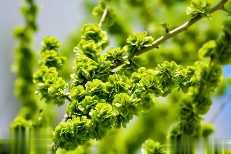 家门口种这3种树，寓意吉祥还招财镇宅，你家养过几种？