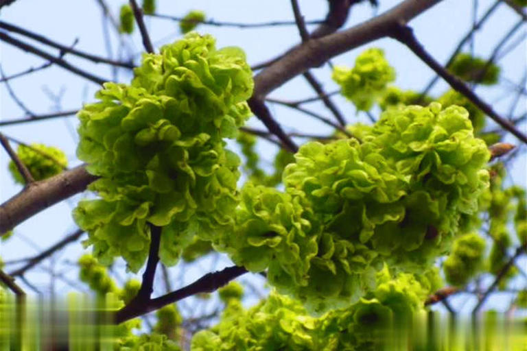 家门口种这3种树，寓意吉祥还招财镇宅，你家养过几种？