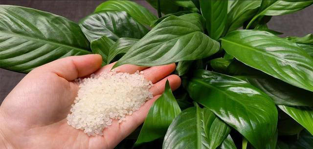 家里养花别再直接浇水了，老花农教我一招，叶绿根壮爆满盆，实用