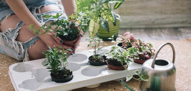 家里养花别再直接浇水了，老花农教我一招，叶绿根壮爆满盆，实用