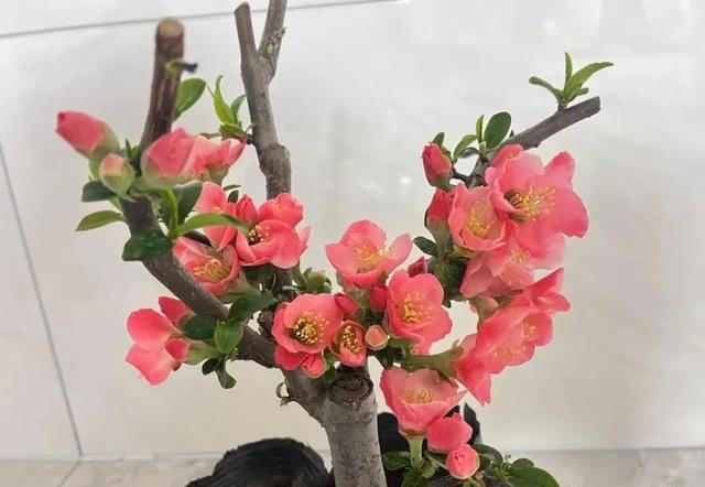 海棠花怎样扦插和繁殖，春天温度适宜，萌动力比较好