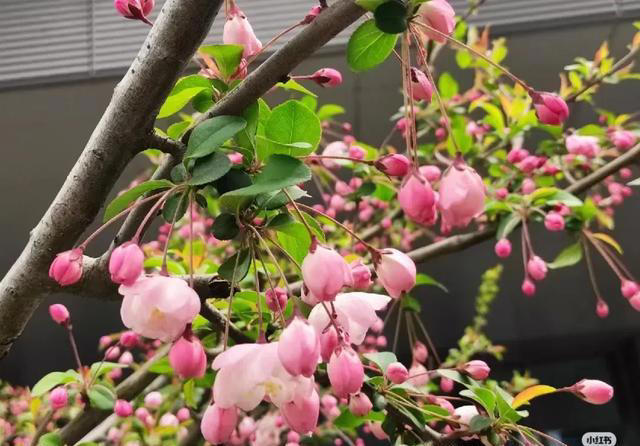 海棠花怎样扦插和繁殖，春天温度适宜，萌动力比较好