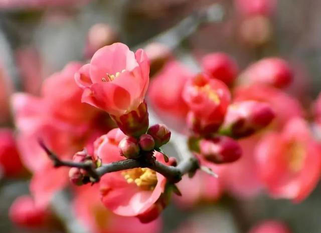 海棠花怎样扦插和繁殖，春天温度适宜，萌动力比较好