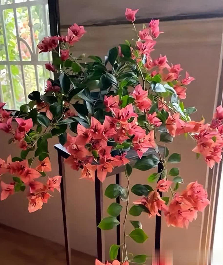 猛长新芽美极了，新手小白也能轻松驾驭！ 