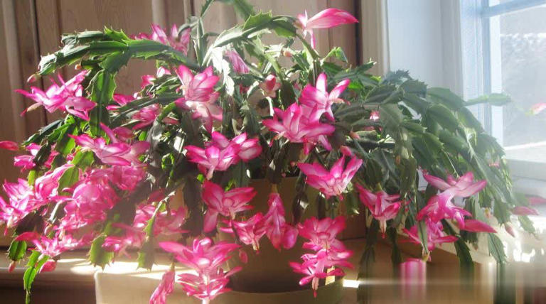 猛长新芽美极了，新手小白也能轻松驾驭！