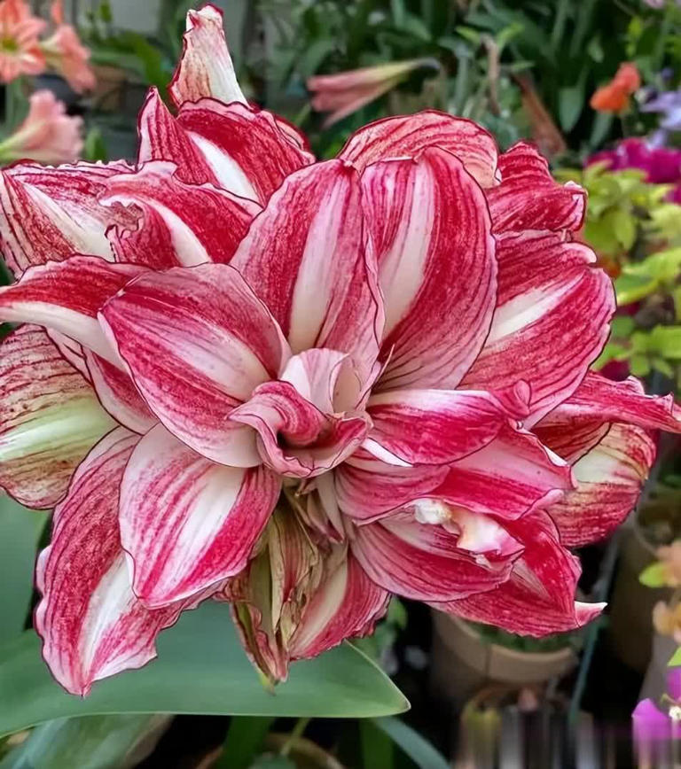 猛长新芽美极了，新手小白也能轻松驾驭！