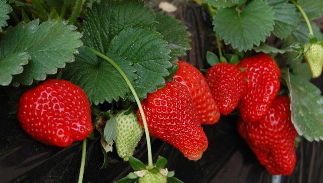 7种看起来很甜，却适合糖尿病患者吃的水果，不懂吃可惜了