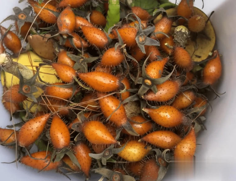 4种带刺植物人绕道走，实则价值珍贵，早了解不吃亏！