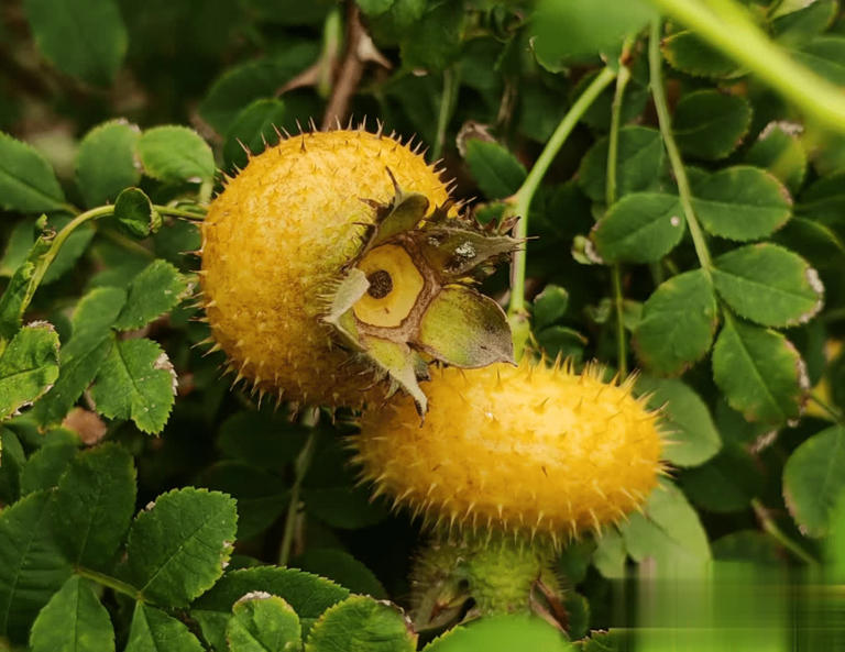 4种带刺植物人绕道走，实则价值珍贵，早了解不吃亏！