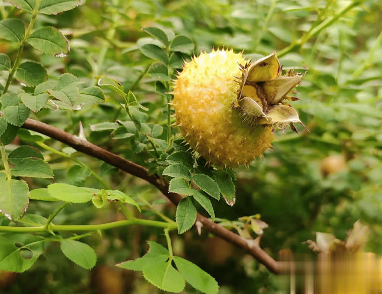 4种带刺植物人绕道走，实则价值珍贵，早了解不吃亏！