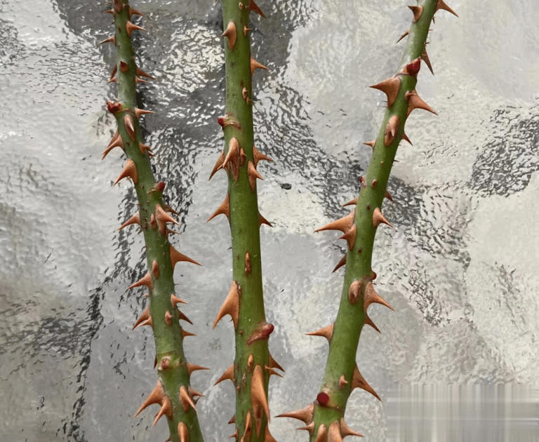 4种带刺植物人绕道走，实则价值珍贵，早了解不吃亏！ 