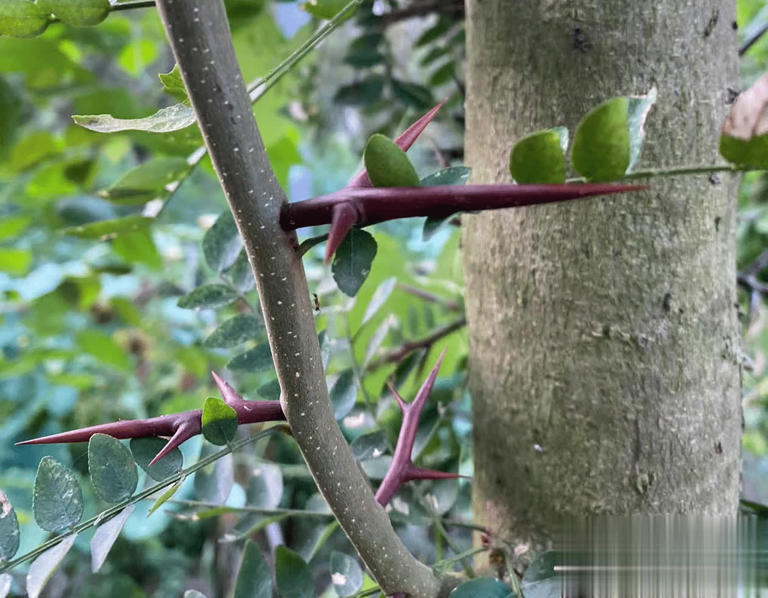 4种带刺植物人绕道走，实则价值珍贵，早了解不吃亏！