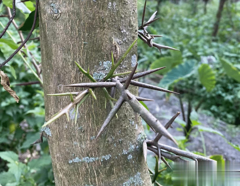 4种带刺植物人绕道走，实则价值珍贵，早了解不吃亏！