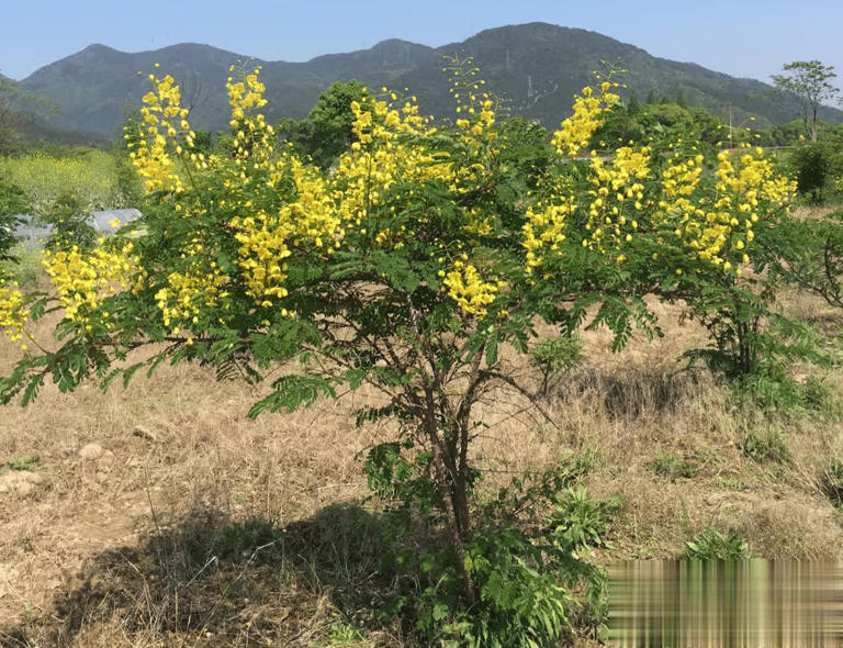 4种带刺植物人绕道走，实则价值珍贵，早了解不吃亏！