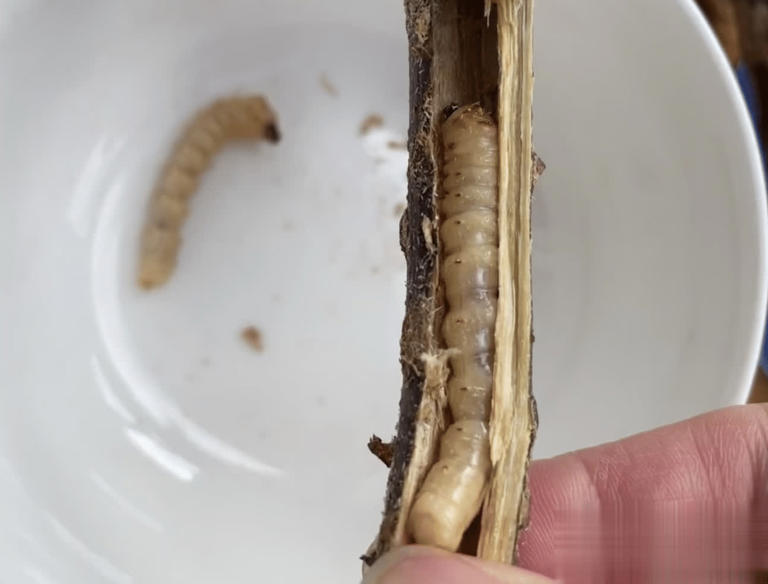 4种带刺植物人绕道走，实则价值珍贵，早了解不吃亏！