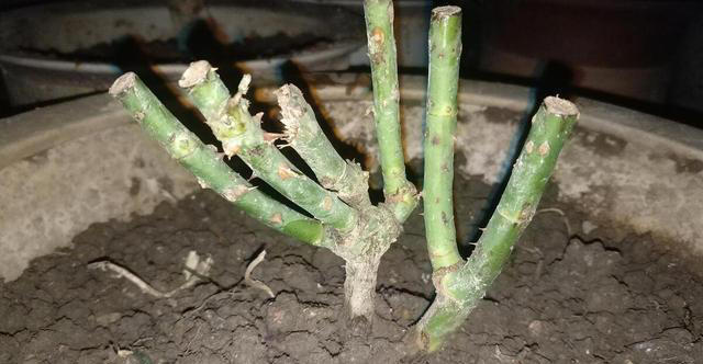 5种“枝条”别乱扔，插进花盆里，顺利长出大白根，很漂亮