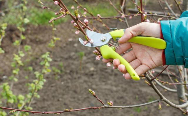 5种“枝条”别乱扔，插进花盆里，顺利长出大白根，很漂亮