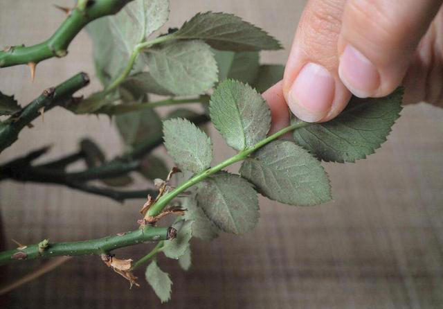 5种“枝条”别乱扔，插进花盆里，顺利长出大白根，很漂亮