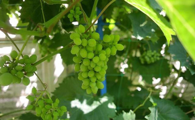 5种“枝条”别乱扔，插进花盆里，顺利长出大白根，很漂亮