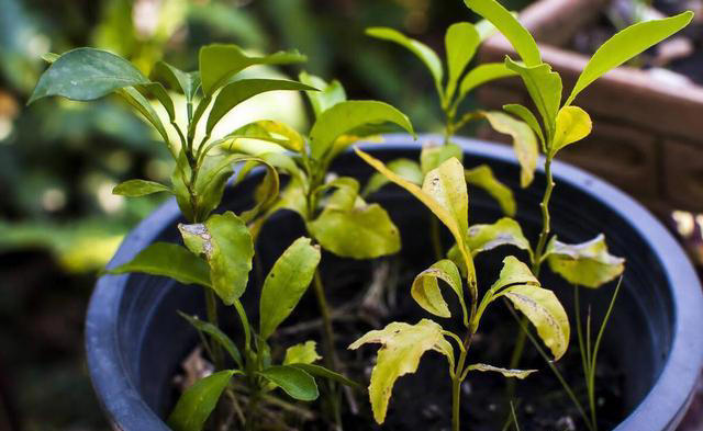 5种“枝条”别乱扔，插进花盆里，顺利长出大白根，很漂亮