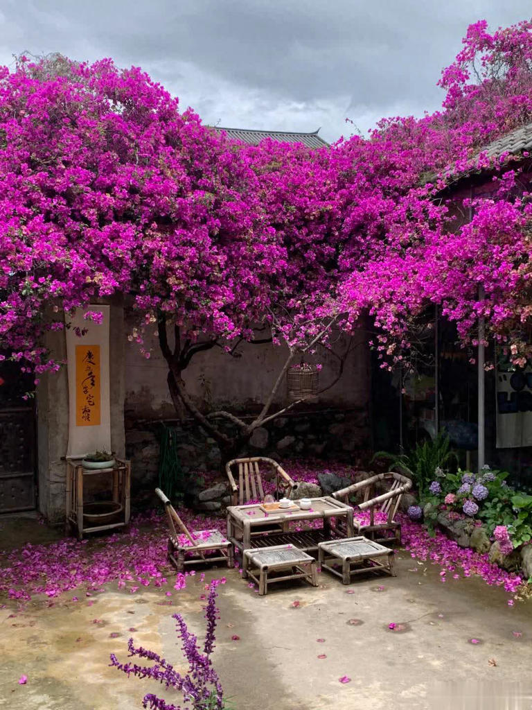 我想有个院子，静看花开花落、云卷云舒！ 