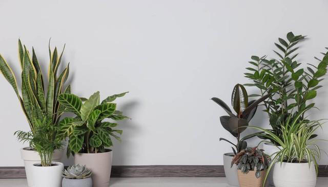 养花18年，建议你养这5种绿植，室内“不晒太阳”也长得很漂亮