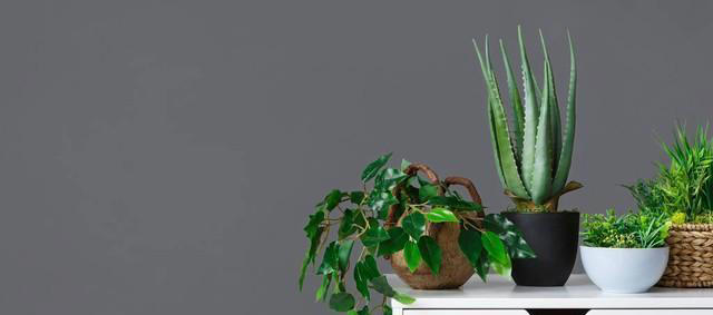 养花18年，建议你养这5种绿植，室内“不晒太阳”也长得很漂亮