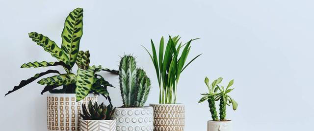 养花18年，建议你养这5种绿植，室内“不晒太阳”也长得很漂亮