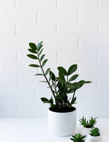 养花18年，建议你养这5种绿植，室内“不晒太阳”也长得很漂亮