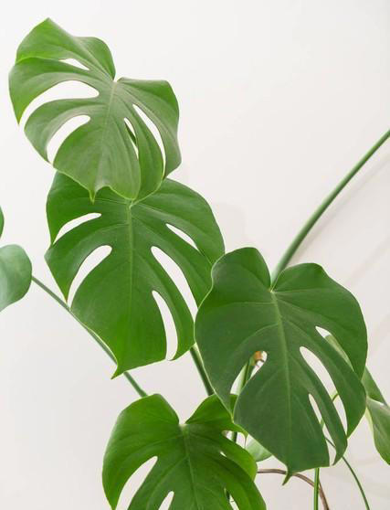 养花18年，建议你养这5种绿植，室内“不晒太阳”也长得很漂亮