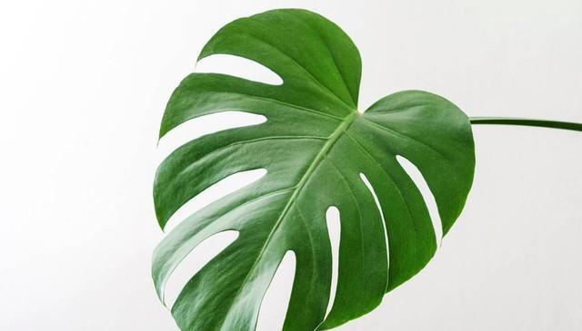 养花18年，建议你养这5种绿植，室内“不晒太阳”也长得很漂亮