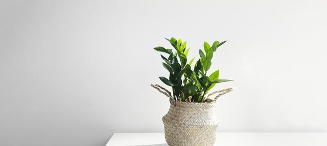 养花18年，建议你养这5种绿植，室内“不晒太阳”也长得很漂亮