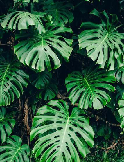 养花18年，建议你养这5种绿植，室内“不晒太阳”也长得很漂亮