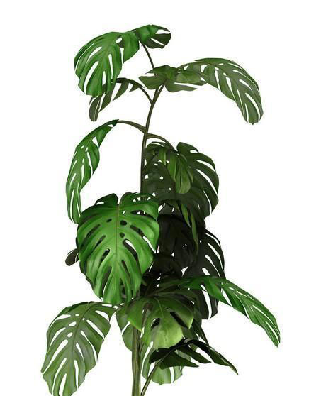 养花18年，建议你养这5种绿植，室内“不晒太阳”也长得很漂亮