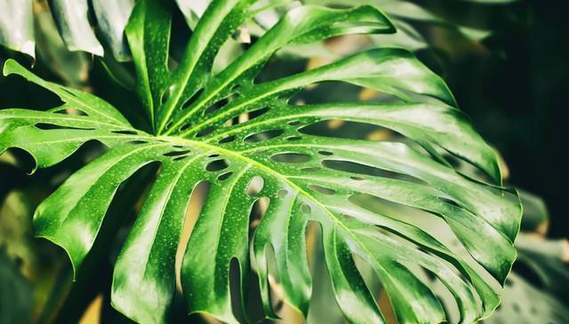 养花18年，建议你养这5种绿植，室内“不晒太阳”也长得很漂亮