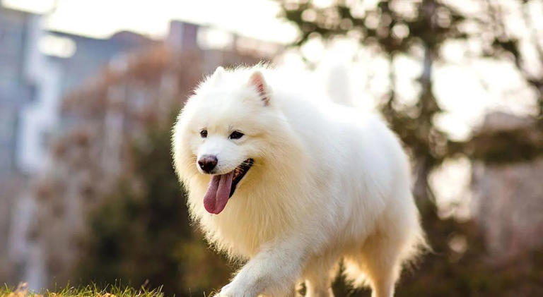 什么狗可以护主？世界上最护主的狗排名前十名！忠诚护主喜欢吗