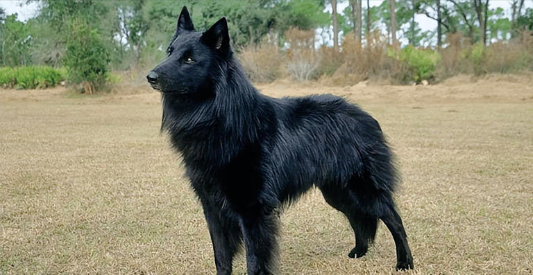 什么狗可以护主？世界上最护主的狗排名前十名！忠诚护主喜欢吗