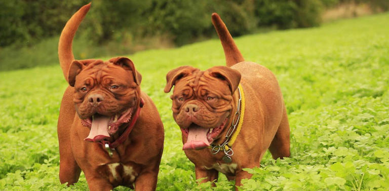 什么狗可以护主？世界上最护主的狗排名前十名！忠诚护主喜欢吗