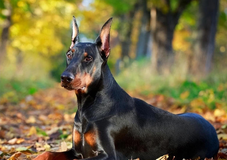 什么狗可以护主？世界上最护主的狗排名前十名！忠诚护主喜欢吗