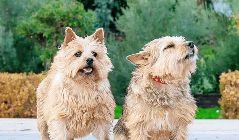 什么狗可以护主？世界上最护主的狗排名前十名！忠诚护主喜欢吗