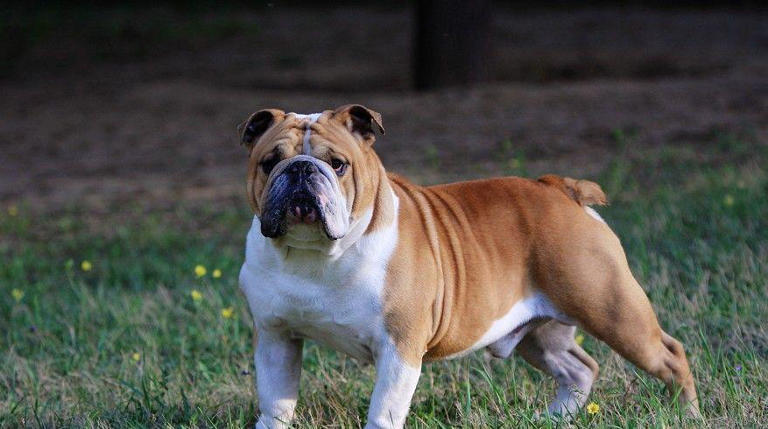 什么狗可以护主？世界上最护主的狗排名前十名！忠诚护主喜欢吗