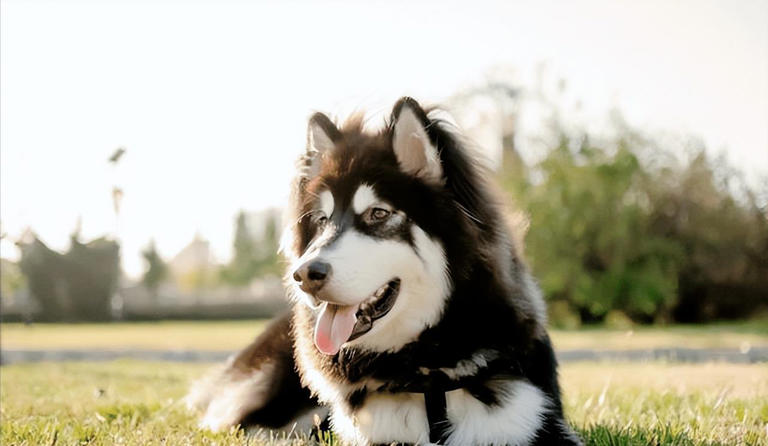 什么狗可以护主？世界上最护主的狗排名前十名！忠诚护主喜欢吗