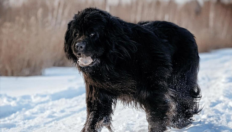 什么狗可以护主？世界上最护主的狗排名前十名！忠诚护主喜欢吗