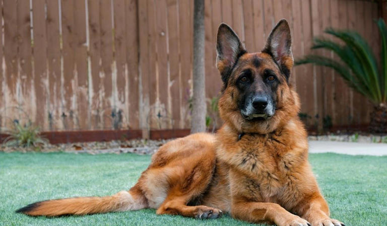 什么狗可以护主？世界上最护主的狗排名前十名！忠诚护主喜欢吗