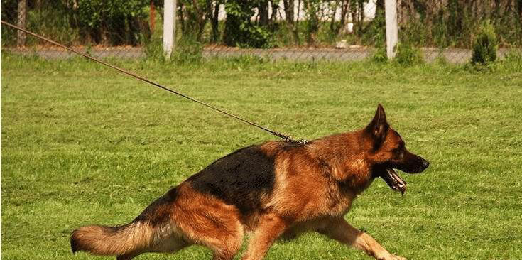 什么狗可以护主？世界上最护主的狗排名前十名！忠诚护主喜欢吗