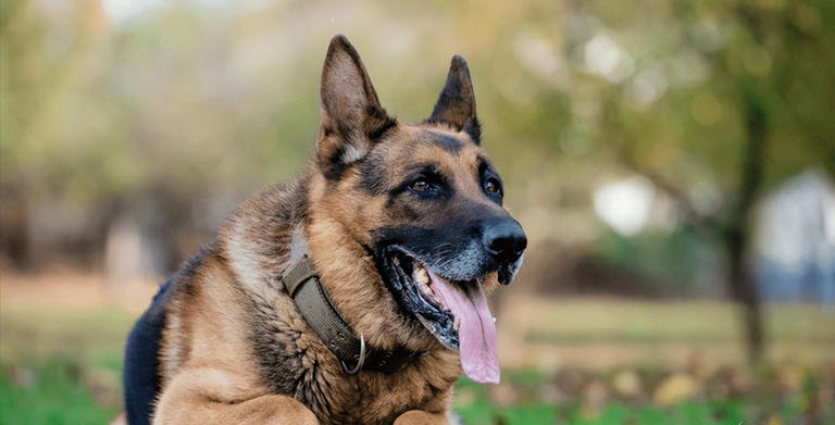 什么狗可以护主？世界上最护主的狗排名前十名！忠诚护主喜欢吗