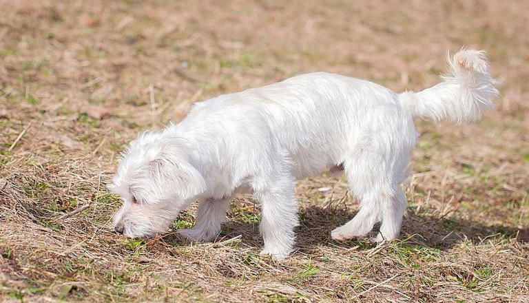 什么狗可以护主？世界上最护主的狗排名前十名！忠诚护主喜欢吗