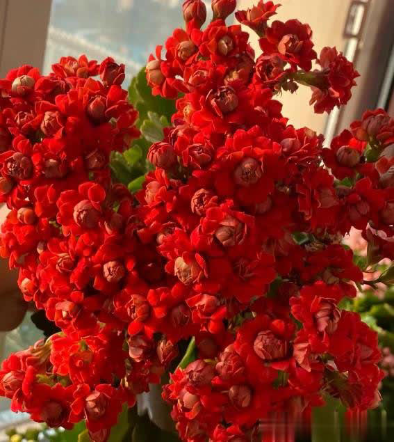 长寿花有“4怕”，避开后叶绿花繁一茬接一茬！