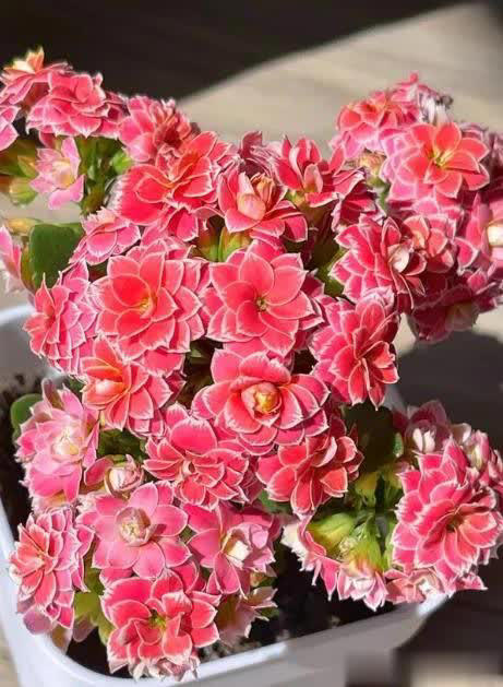 长寿花有“4怕”，避开后叶绿花繁一茬接一茬！